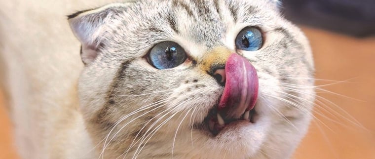 chat Scottish fold